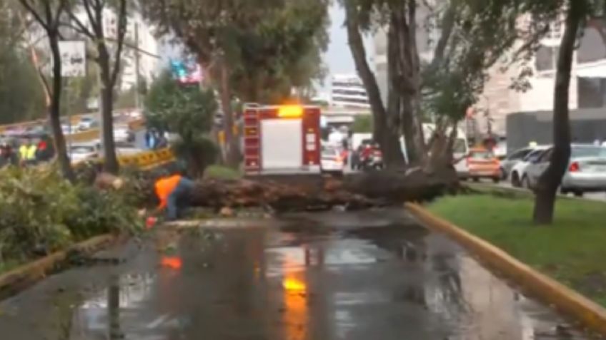 Árbol cae sobre Circuito Interior de la CDMX, alternativas viales