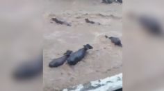 VIDEO: así fueron arrastradas las vacas en la India por las severas inundaciones