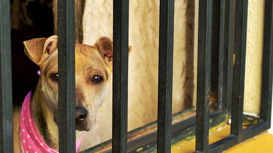 Puedes hacer tu denuncia de maltrato animal vía web