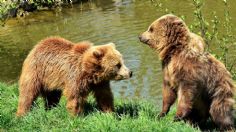 VIDEO: mamá oso defiende "a muerte" a sus cachorros de un intruso