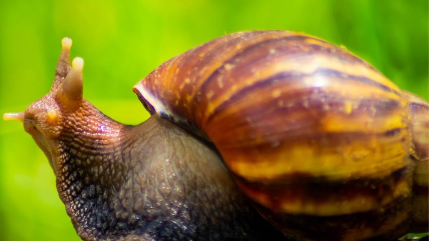 Caracoles gigantes podrían transmitir una peligrosa infección cerebral