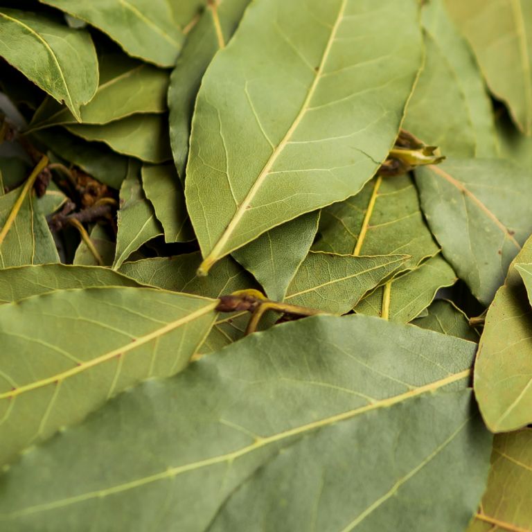 hojas de planta de laurel