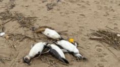 Alerta en Uruguay: más de 2 mil pingüinos aparecen muertos en la playa sin explicación