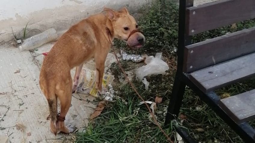 El sujeto que amordazó y amarró de las patas a dos perritos es detenido en Los Cabos