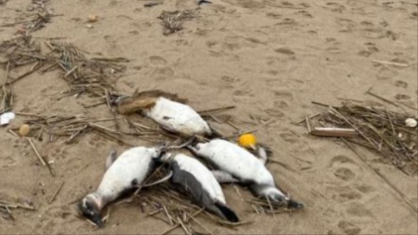 Alerta en Uruguay: más de 2 mil pingüinos aparecen muertos en la playa sin explicación