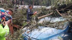 Cae árbol en Santa María la Ribera sobre dos vehículos, afectaciones viales