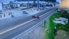 VIDEO: camioneta atropella caballo en Ozumba, se pone de pie y muere