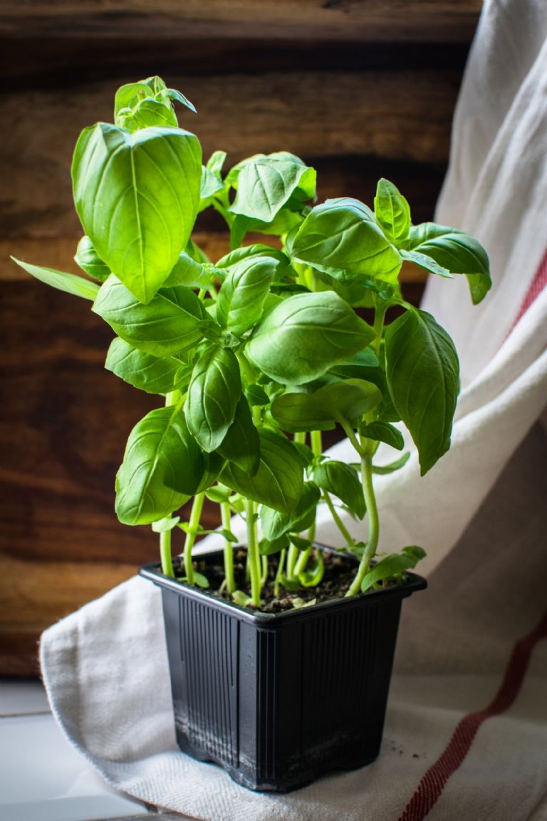 planta de albahaca en maceta