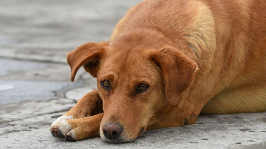 FUERTES IMÁGENES: hombre golpea y lanza a sus perros sin piedad contra una ventana, vecinos lo denuncian