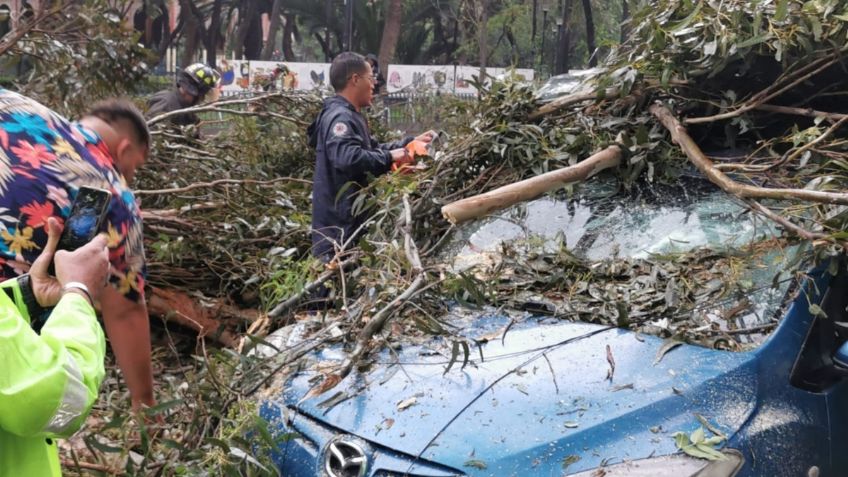 Cae árbol en Santa María la Ribera sobre dos vehículos, afectaciones viales