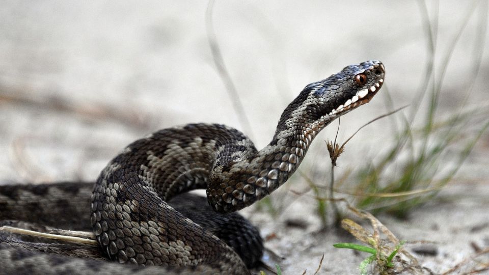 El cuerpo de la víctima tenía mordeduras de serpiente en las piernas.