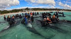 Sacrifican a decenas de ballenas que encallaron en playa australiana