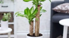 Señora de las plantas: estos son los tips infalibles para revivir un palo de Brasil que está podrido