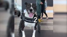 La conmovedora historia de "Bunny", la perrita que perdió sus patas y volvió a caminar gracias a una silla de ruedas