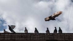 VIDEO: con ayuda de una red, captan a hombre robando palomas y pajaros en calles de Neza