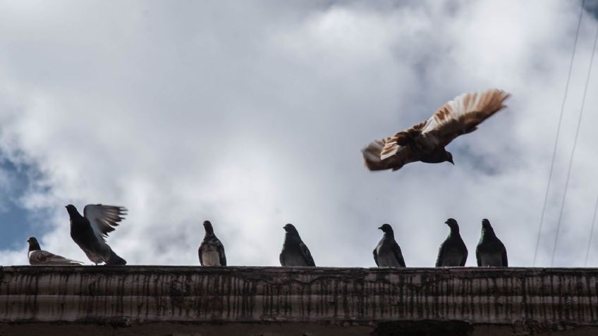 VIDEO: con ayuda de una red, captan a hombre robando palomas y pajaros en calles de Neza