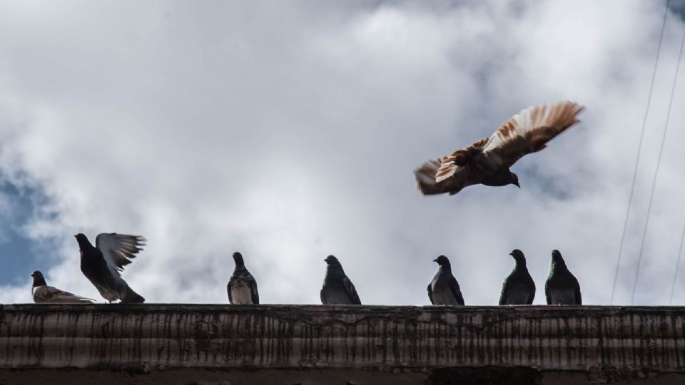 Uno de los últimos antecedentes de robo de palomas ocurrió en 2019 en la Ciudad de México