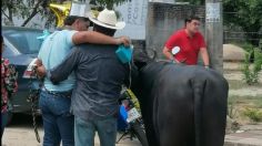 VIDEO: se gradúa de la prepa y recibe un búfalo como regalo, "eso es lo que él pidió"