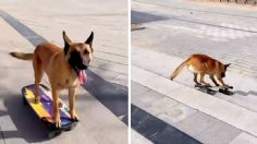 Perrito skater que hace piruetas y trucos con su patineta conquista TikTok