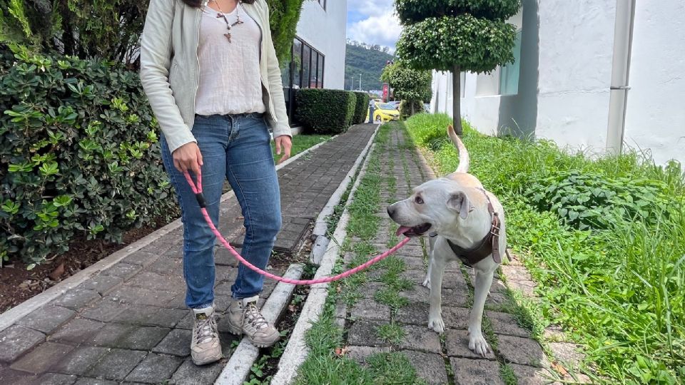 Luego de lo que padeció en las calles, 'Naga' ha creado un temperamento muy noble y agradecido