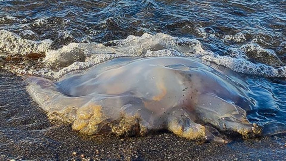 Turistas decidieron sacarla del agua con ayuda de una bolsa de plástico