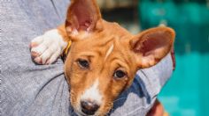 Basenji, la única raza de perros en el mundo que no ladra, ideal para los amantes del silencio