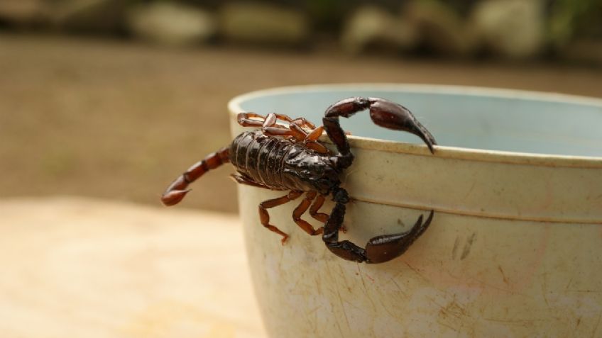 ¿Cuáles son las peligrosas plagas de insectos que aparecen con el calor?