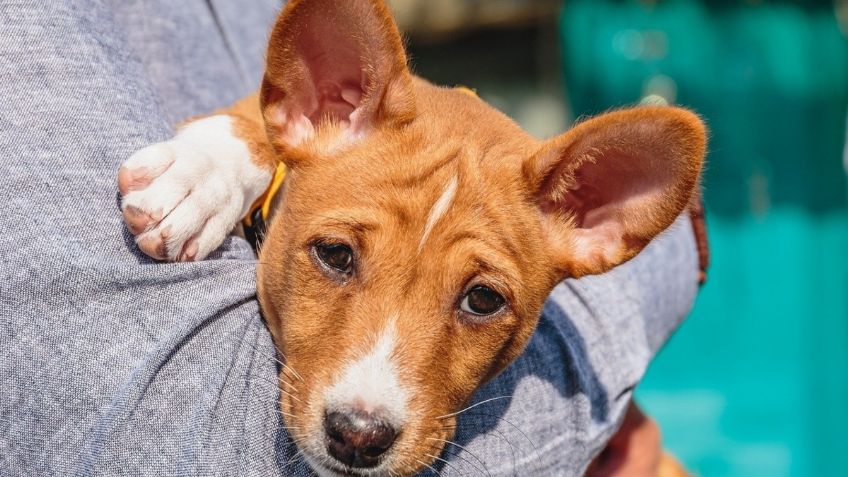 Basenji, la única raza de perros en el mundo que no ladra, ideal para los amantes del silencio