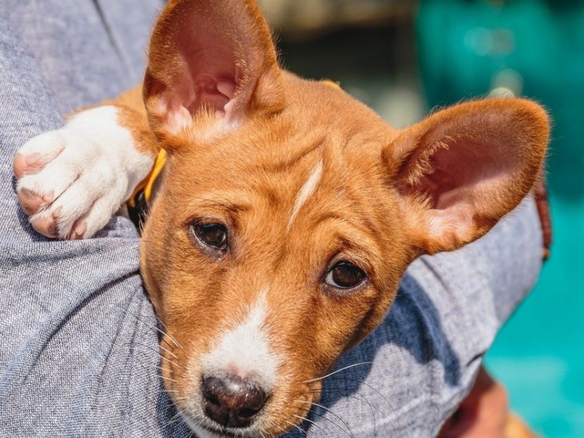 son basenji los perros mas inteligentes