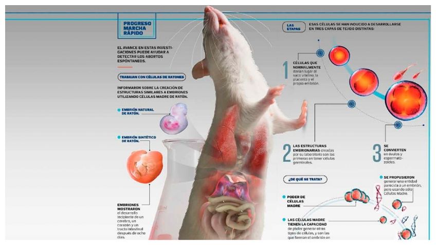 Logran embriones humanos sintéticos a partir de células madre