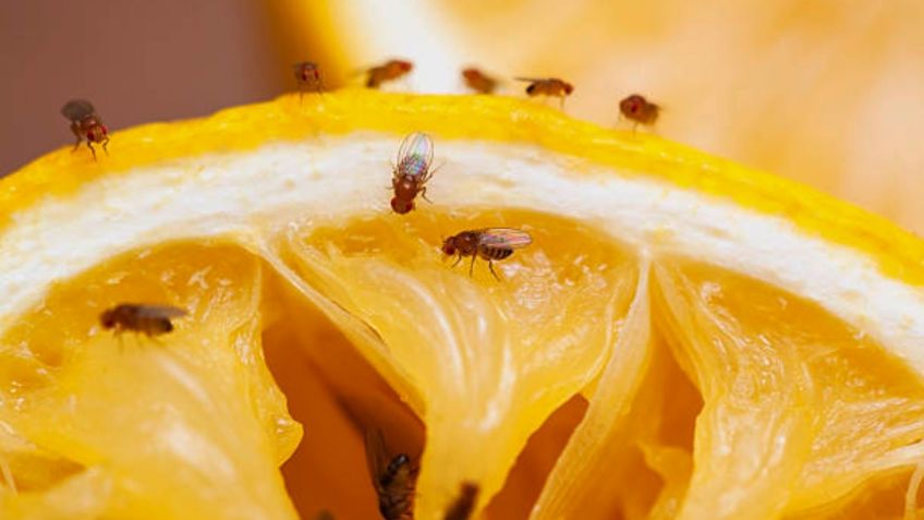 Tips para deshacerte de los mosquitos de fruta de forma eficaz