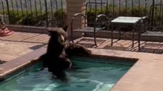 VIDEO: enorme oso sorprende a una familia tras encontrarlo refrescándose en su jacuzzi