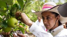 Cosechas en México se ven afectadas por cambio climático: Claudia Sheinbaum