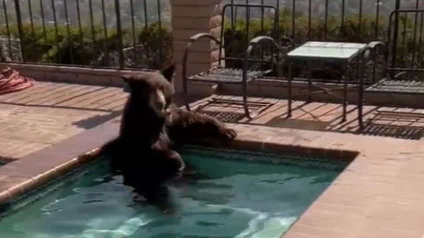 VIDEO: enorme oso sorprende a una familia tras encontrarlo refrescándose en su jacuzzi