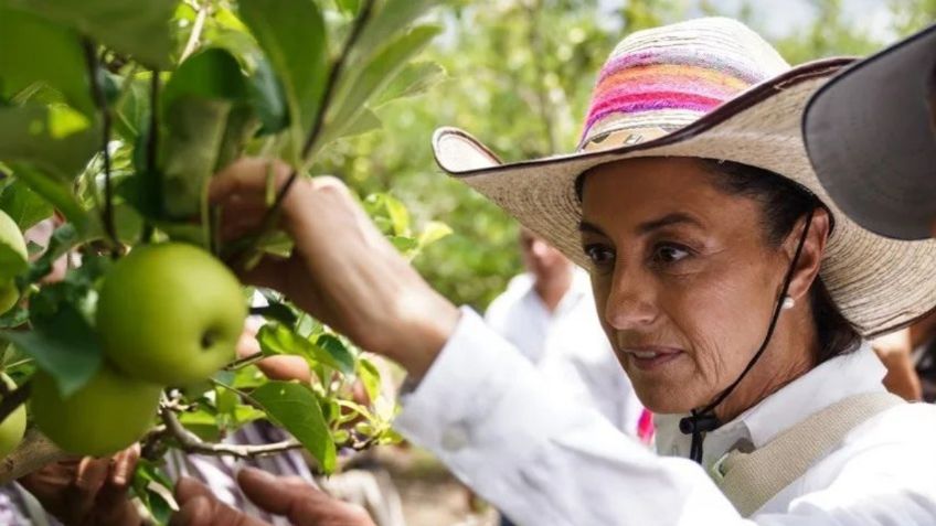 Cosechas en México se ven afectadas por cambio climático: Claudia Sheinbaum