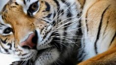 Aunque se recuperan, los tigres, jaguares y leones del refugio Black Jaguar-White Tiger viven las secuelas del maltrato