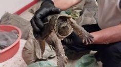 Un accidente evidencia una red de ilegal de venta de tortugas en peligro de extinción, rescatan a más de 200