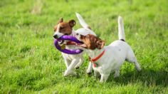 ¿Cómo entretener a tu perro? 3 juguetes que puedes hacer tú mismo fácil y rápido con botellas