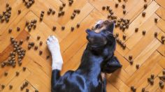 Croquetas para perro menos de 100 pesos, Aurrera tiene el bulto más barato de 3 kilos