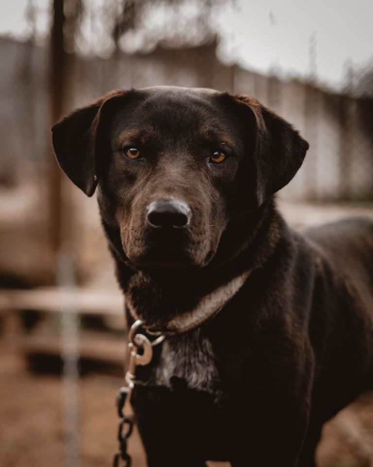 Perro vigilando