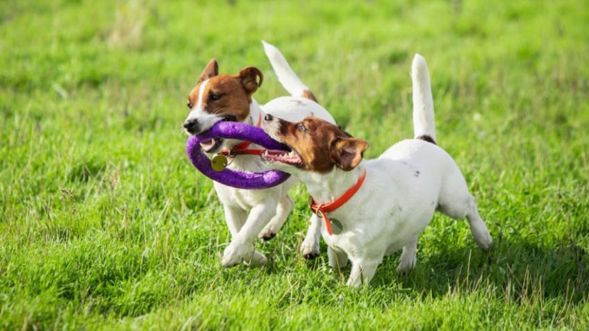 ¿Cómo entretener a tu perro? 3 juguetes que puedes hacer tú mismo fácil y rápido con botellas