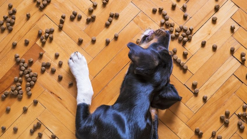 Croquetas para perro menos de 100 pesos, Aurrera tiene el bulto más barato de 3 kilos