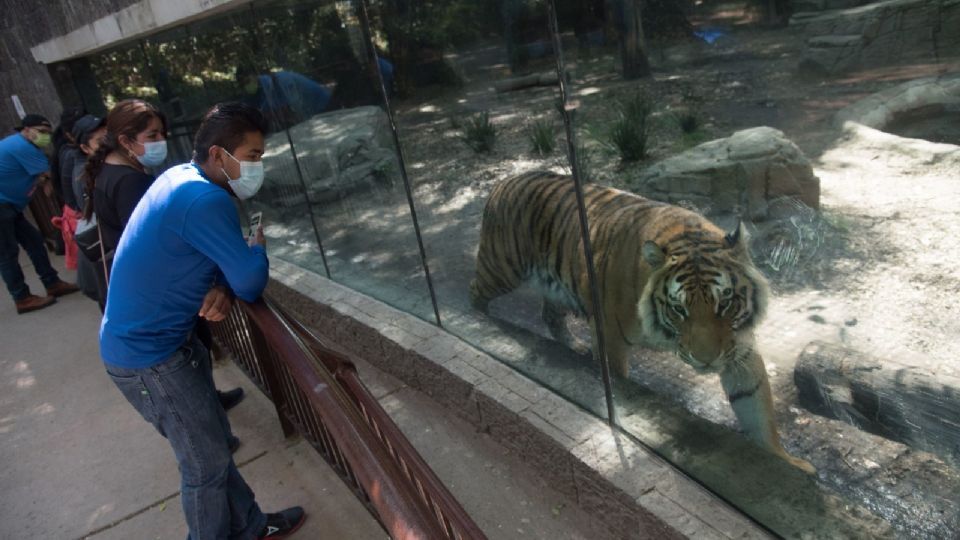 La primera piedra del Zoológico de Chapultepec se depositó hace un siglo.