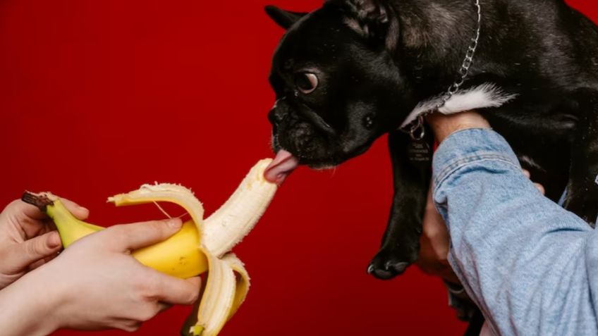 Conoce las frutas y verduras que puede comer tu perro para tener una alimentación saludable