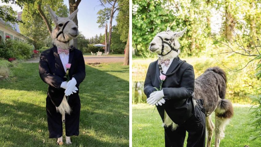 ¿Una llama con esmoquin? Este fue el padrino del novio durante su boda