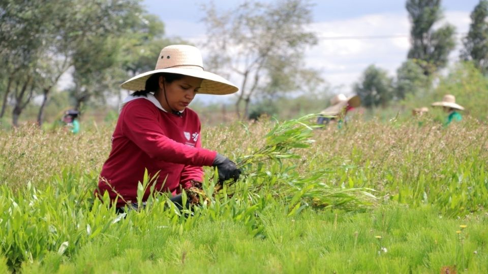 Las autoridades capitalinas han buscado la recuperación de bosques, campos, Suelo de Conservación para mejorar las condiciones ambientales.