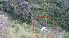 VIDEO: captan momento exacto en que un razer cae por el barranco en Nuevo León, hay tres heridos