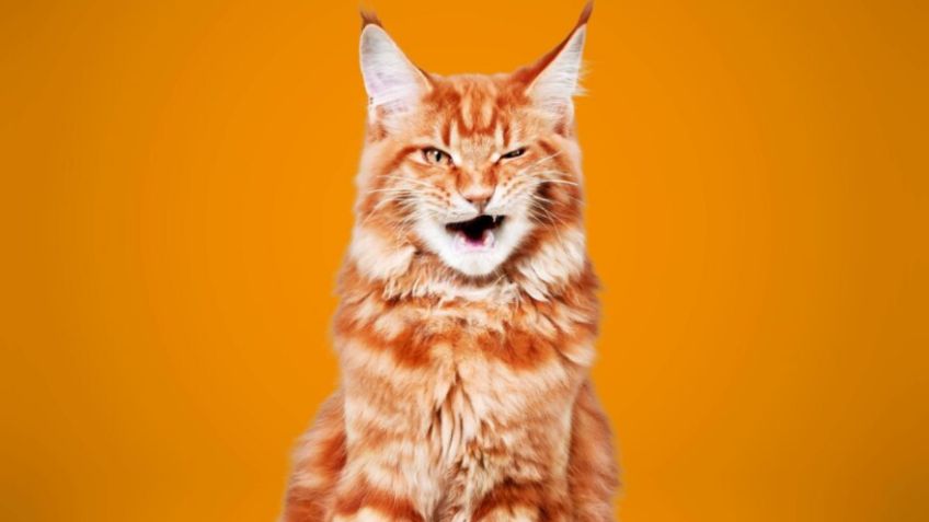 ¿Te gusta el coreano y tienes un gato naranja? Estos son algunos nombres con un hermoso significado