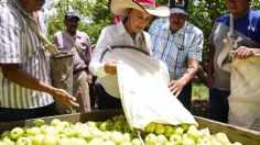 ¿Cómo se cosecha la manzana en México? Video explica cómo se hace en Coahuila