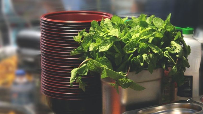 Respira hondo antes de saber por qué cada vez más personas queman una hoja de menta antes de dormir